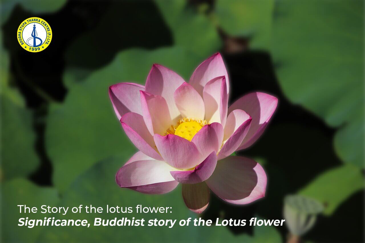 The Story of Lotus Flower and The 4 Types of Lotus in Buddhism